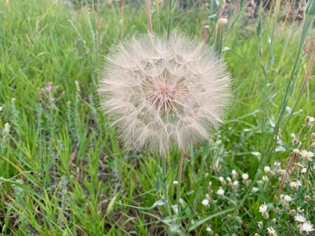 Dandelion Photo 1 Dandelion Photo 1